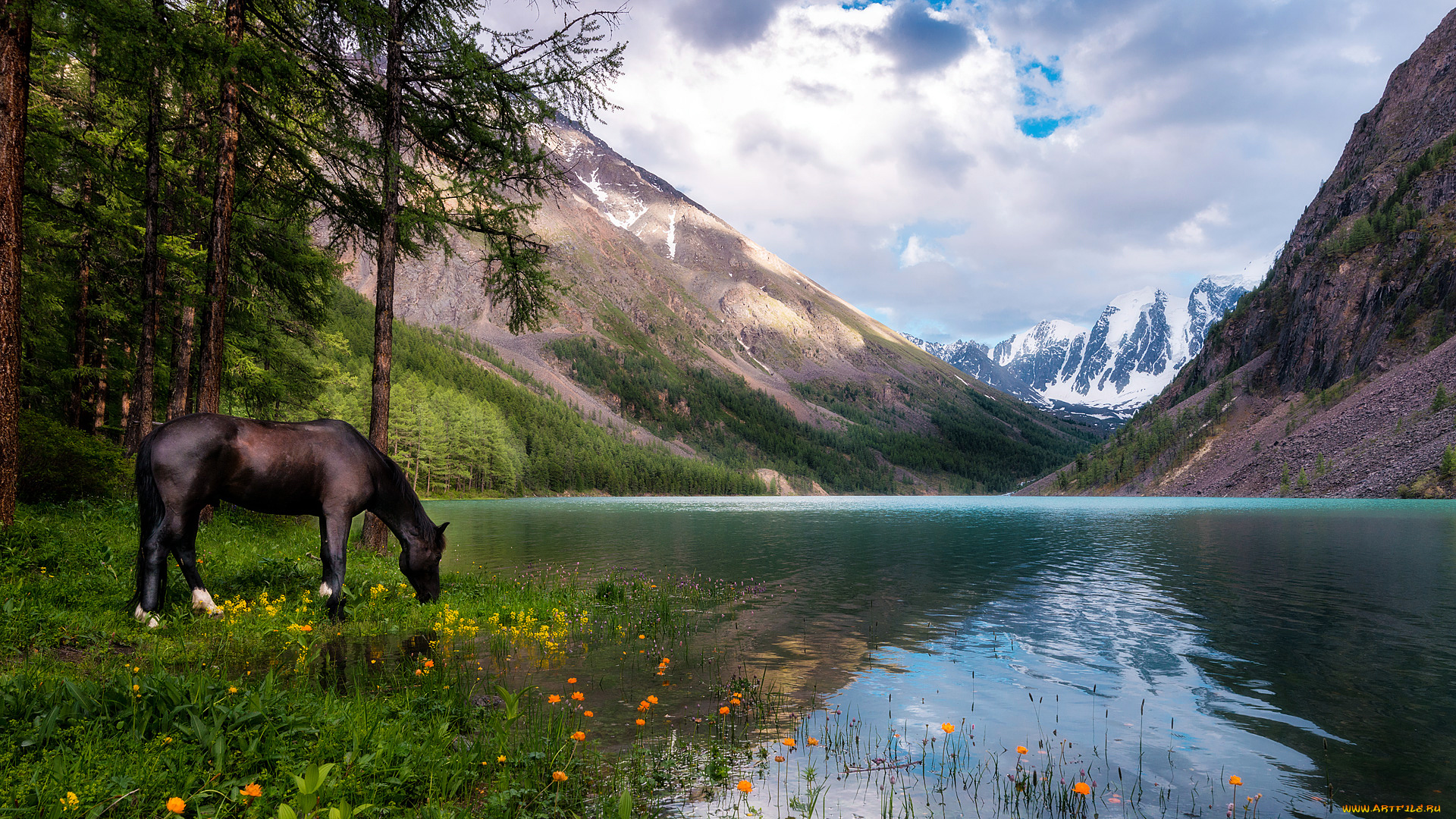 животные, лошади, лошадь, река