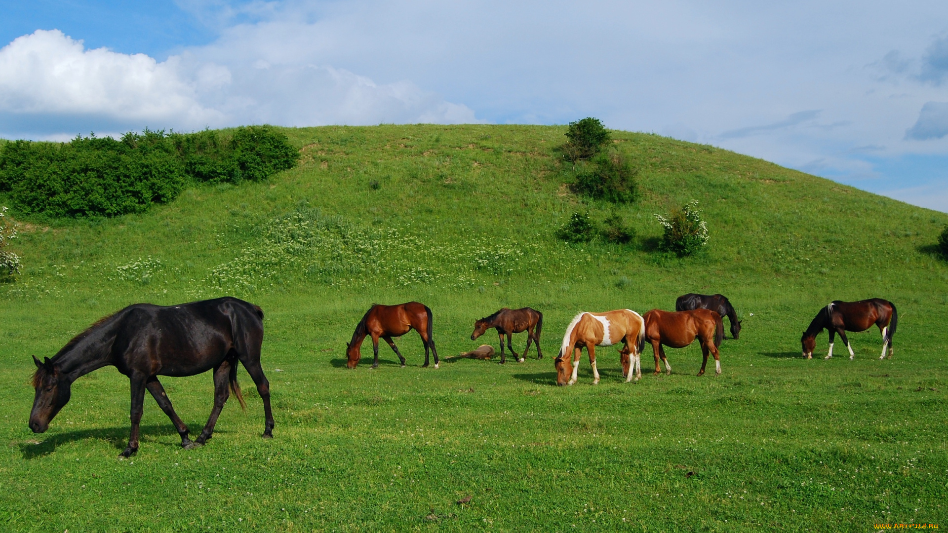 животные, лошади, луг
