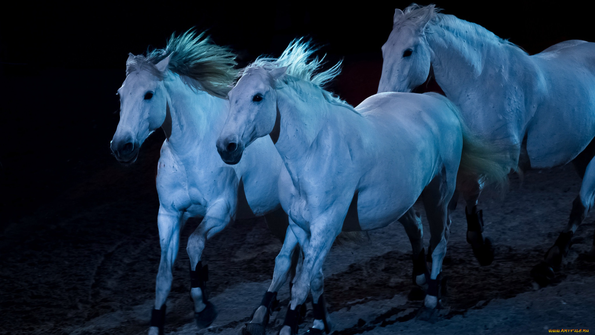 животные, лошади, свет, ночь, табун