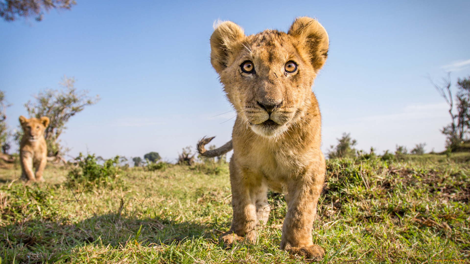 животные, львы, дикая, природа, поле, лев, щенки