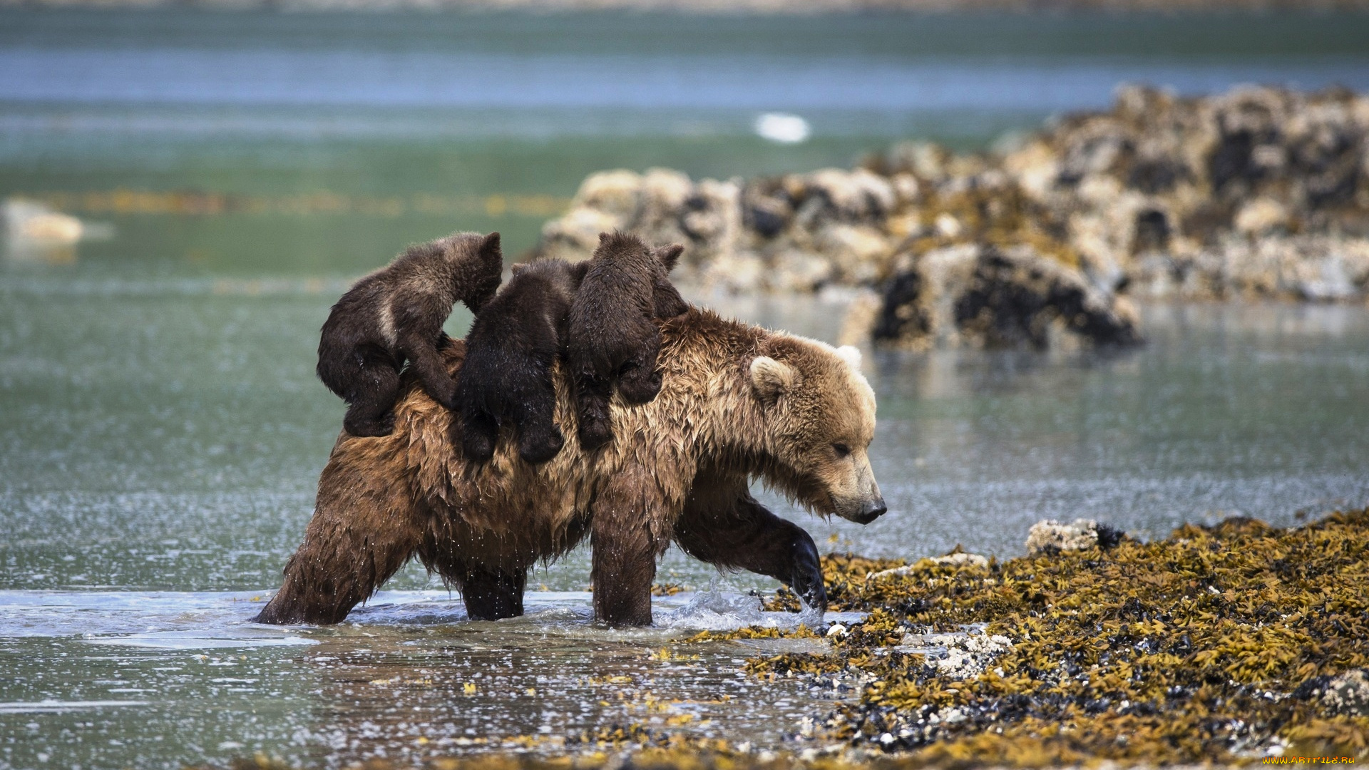 животные, медведи, медведица, медвежата, река, берег