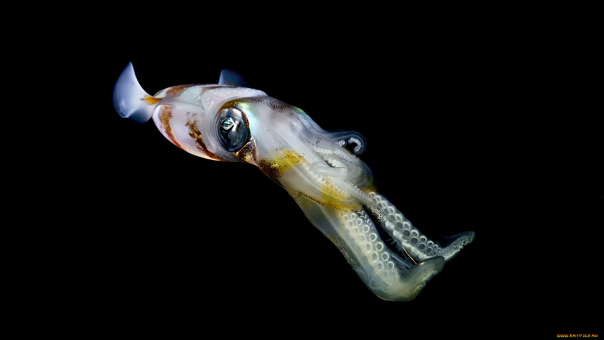 животные, морская, фауна, кальмар