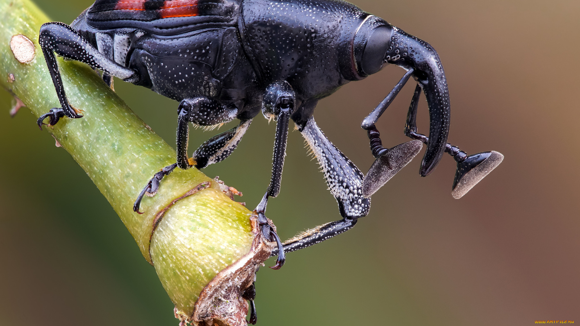 животные, насекомые, жук