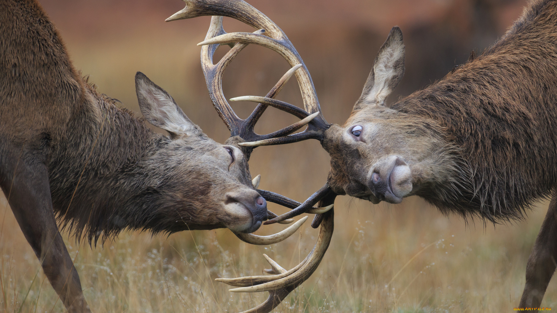 животные, олени, дуэль, природа