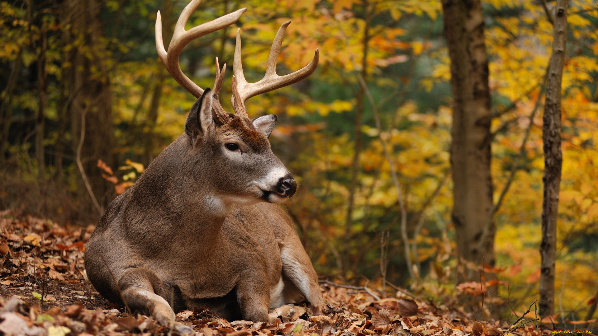 животные, олени, olenina
