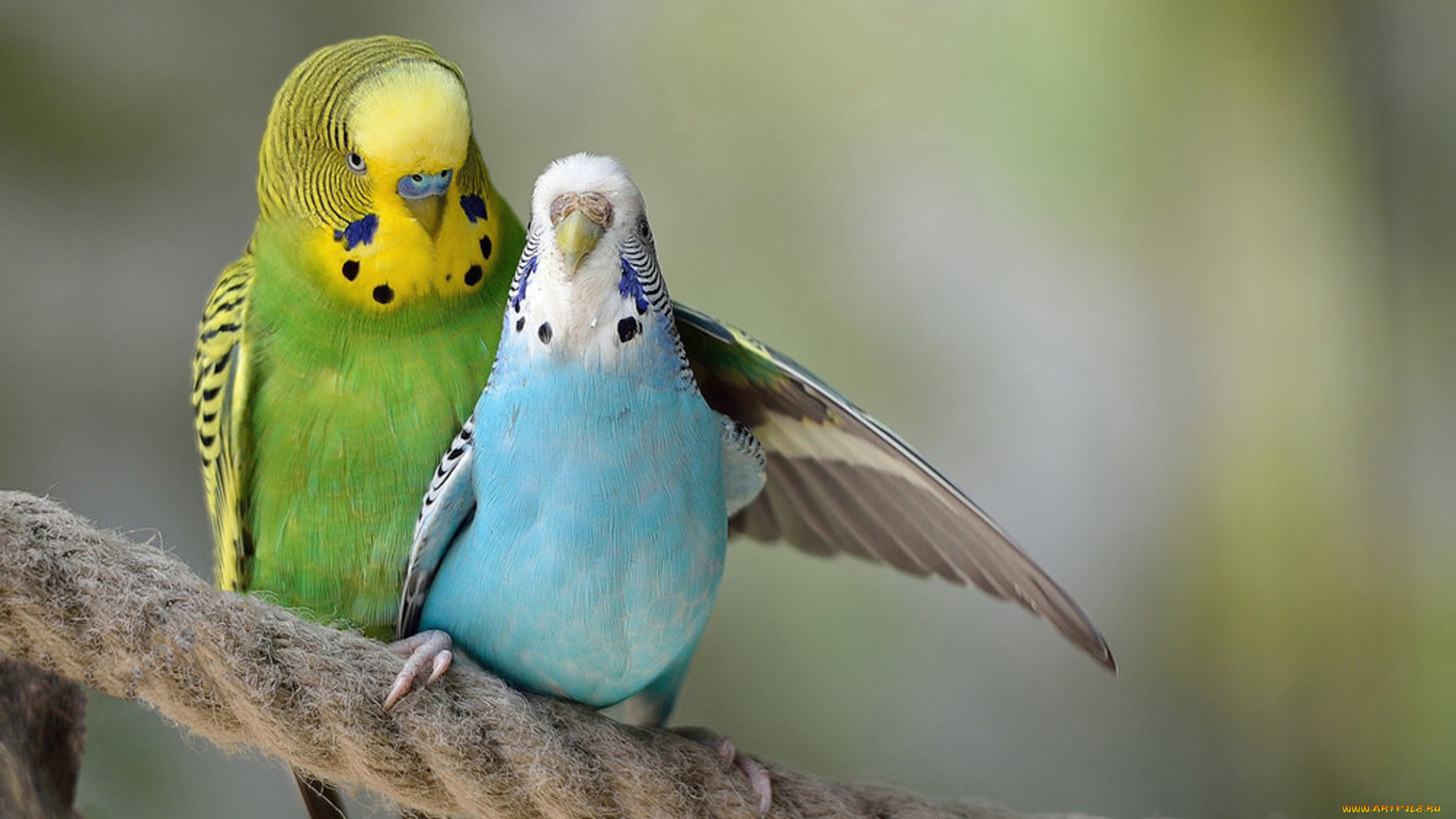 животные, попугаи, нежность, птицы, пара, волнистый, попугай