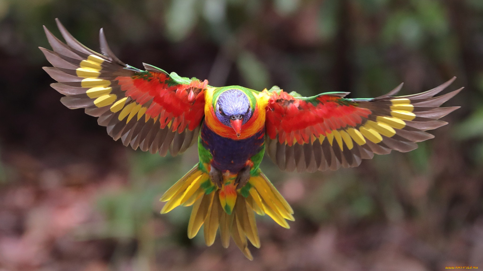 животные, попугаи, расцветка, птица, оперение, боке, попугай, размытие, многоцветный, лорикет, полёт, крылья
