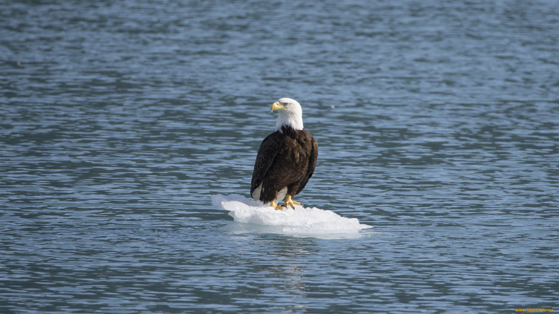 животные, птицы, -, хищники, льдина, белоголовый, орлан, море