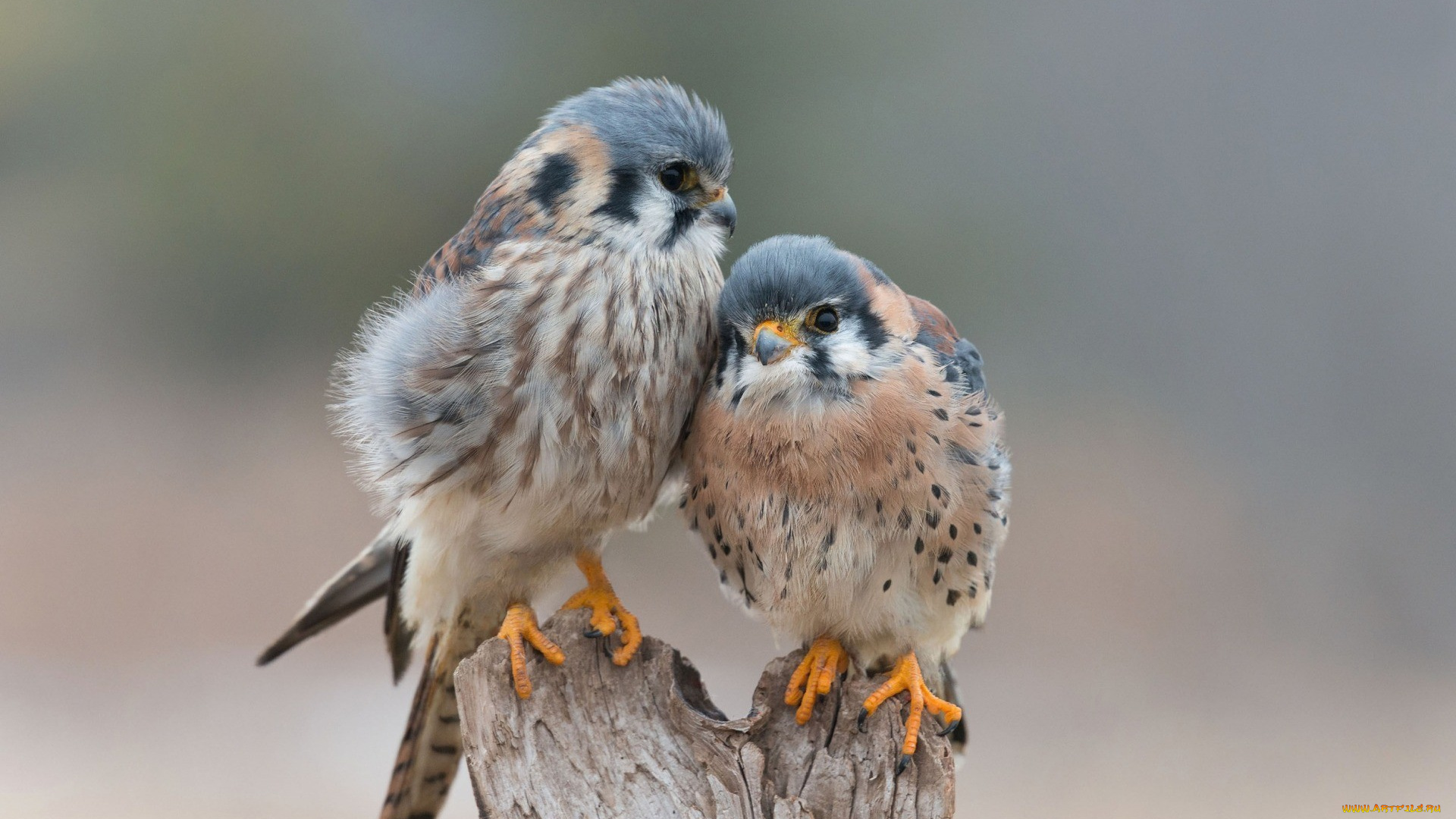 животные, птицы, -, хищники, птицы, пара, соколы, пень