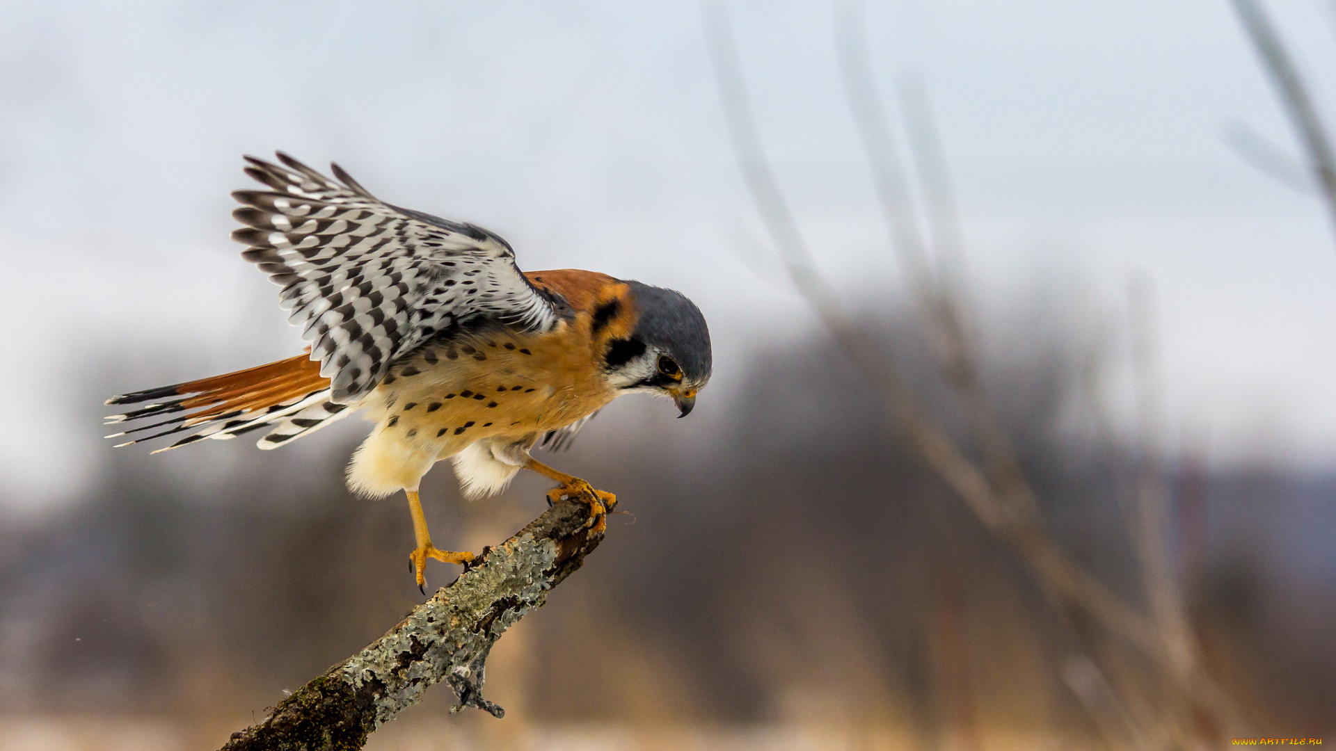 животные, птицы, -, хищники, пустельга, боке, охота, крылья, филиал, глаза, клюв