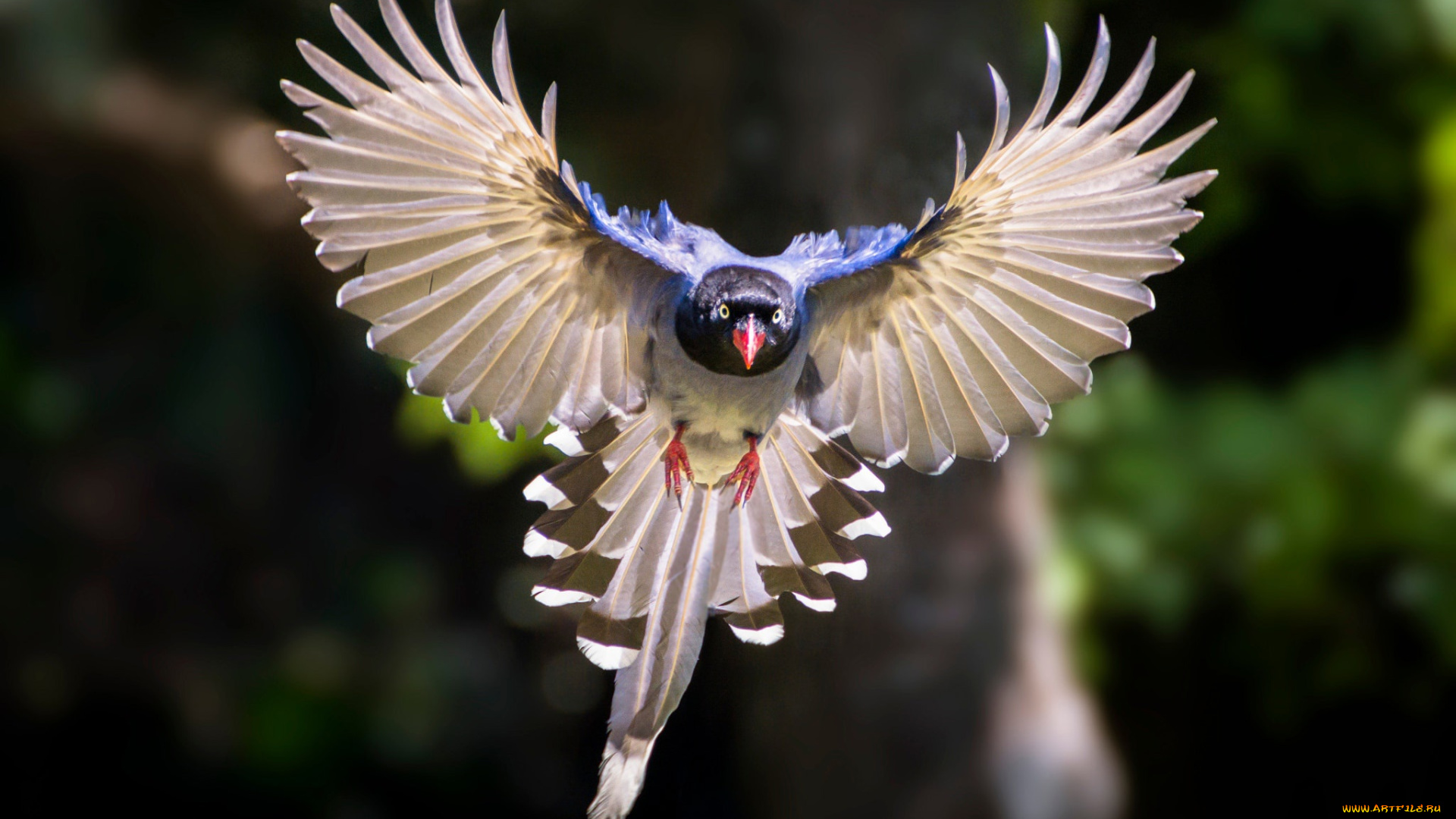 животные, птицы, птица, крылья, полёт, боке