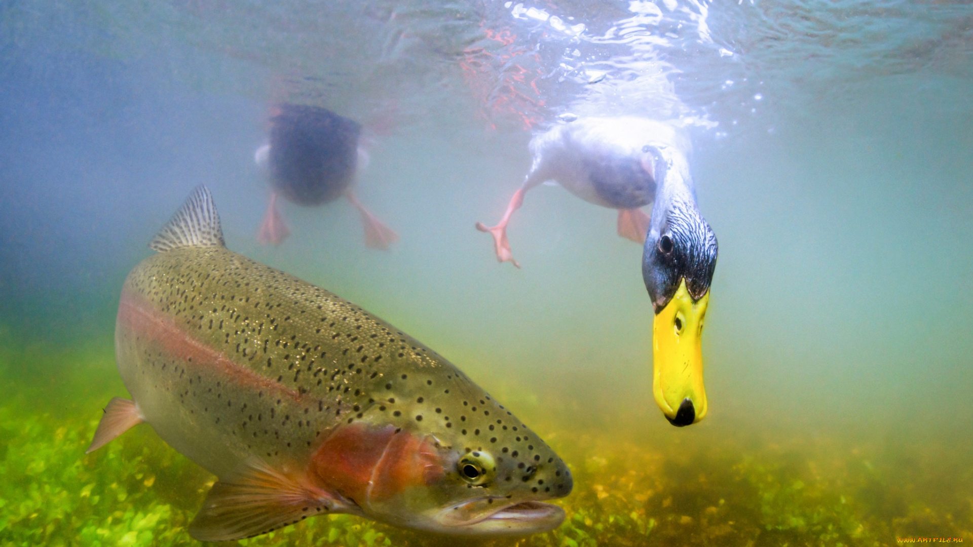 животные, разные, вместе, рыба, утка, под, водой