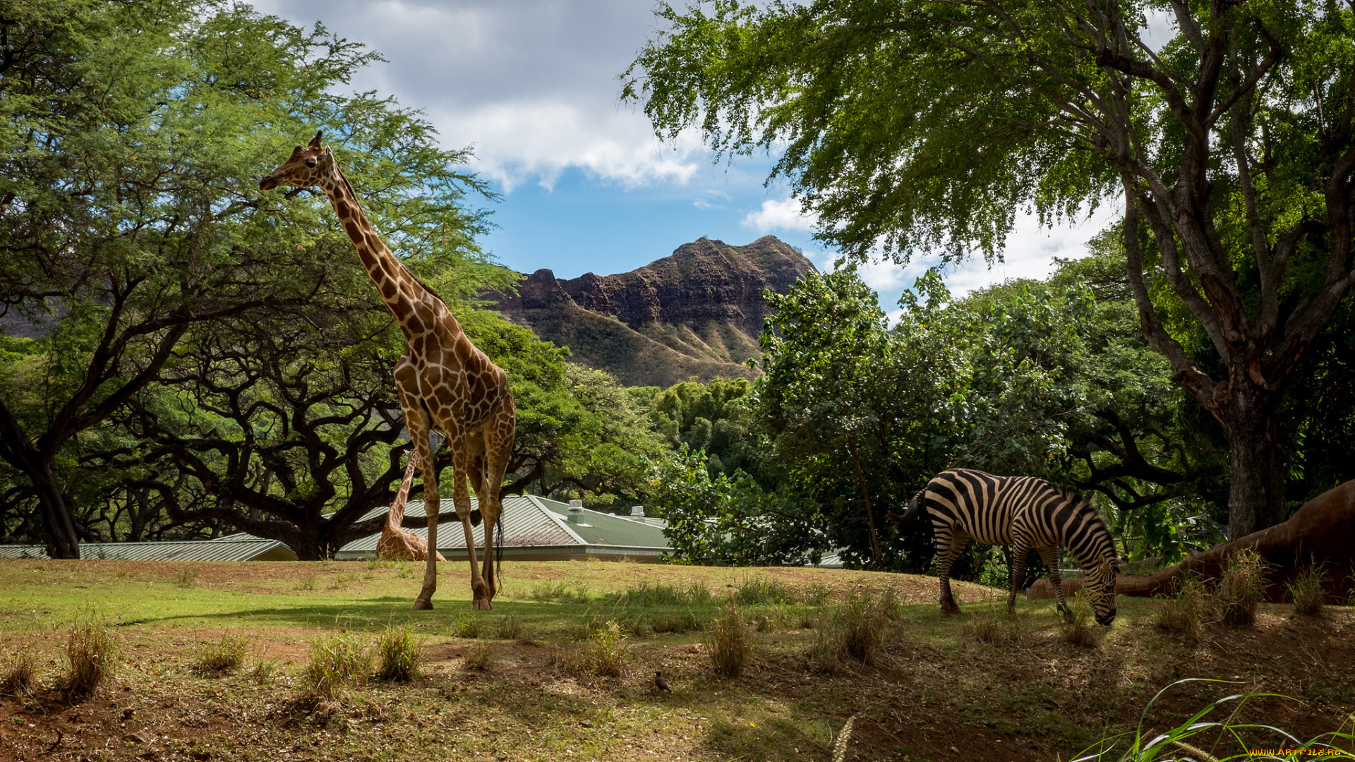 животные, разные, вместе, саванна