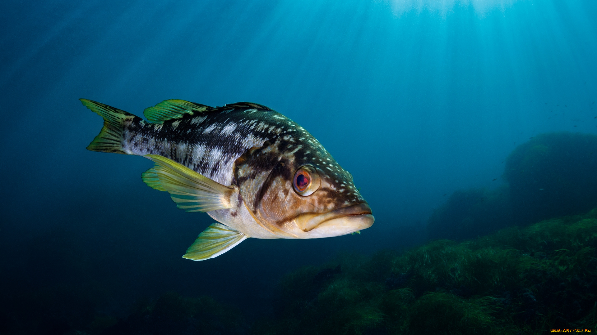 животные, рыбы, окунь