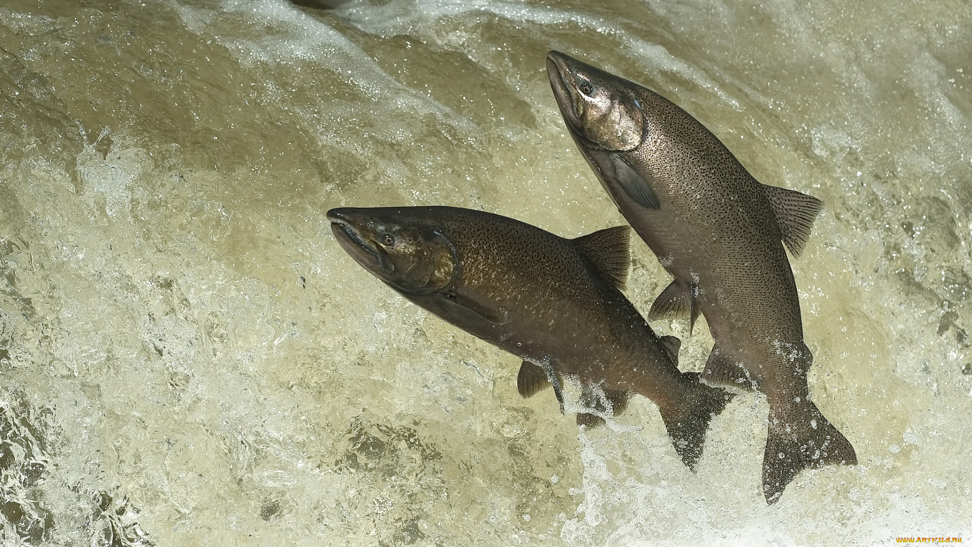 животные, рыбы, рыбка