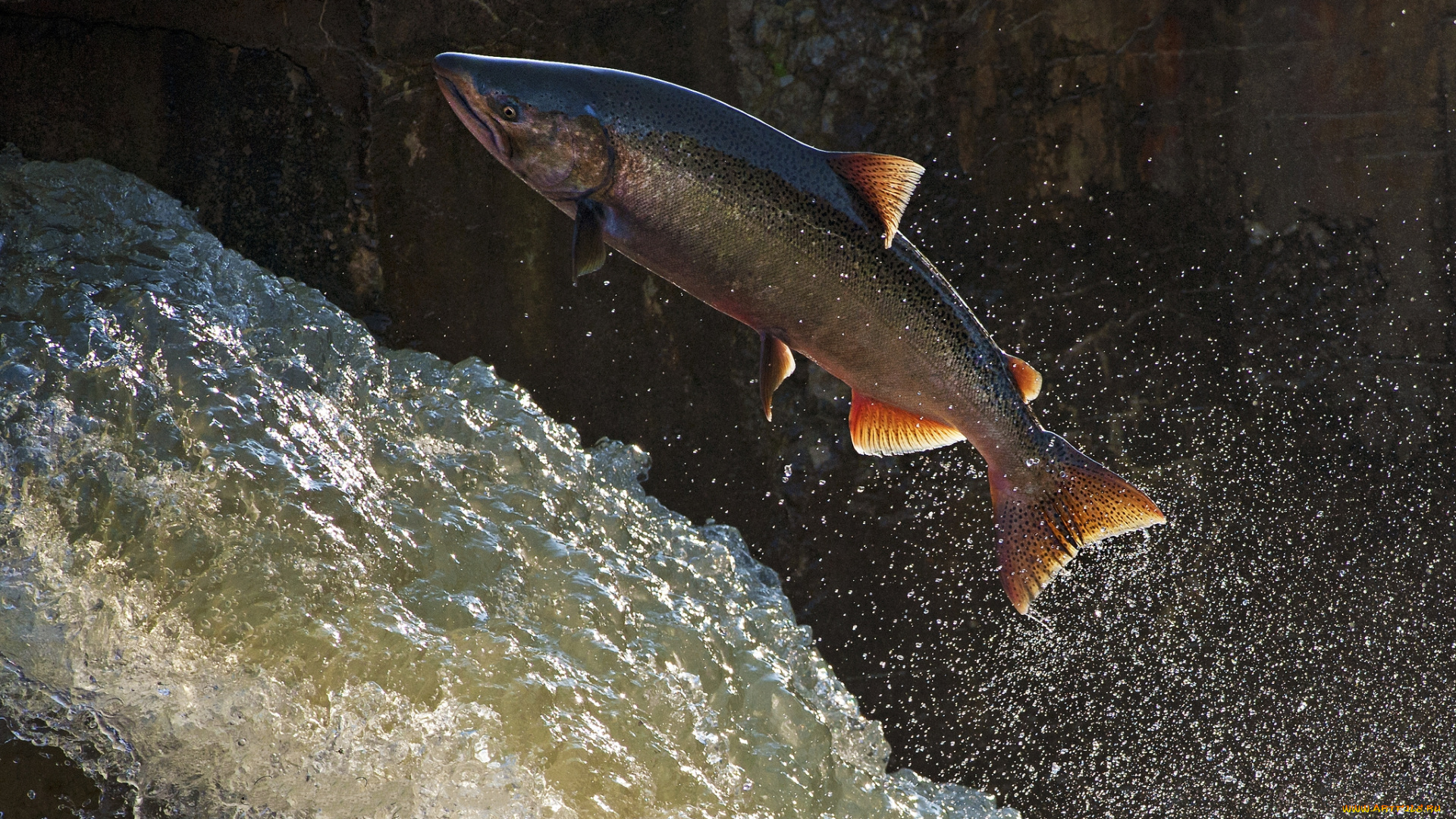 животные, рыбы, рыбка