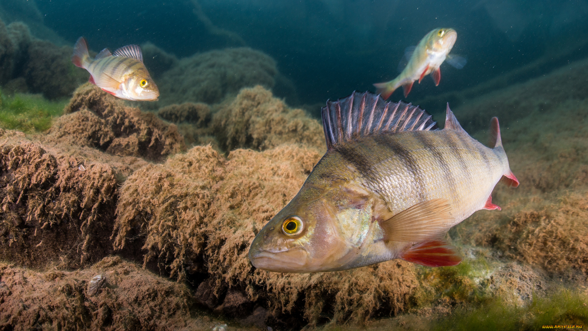 животные, рыбы, рыбка