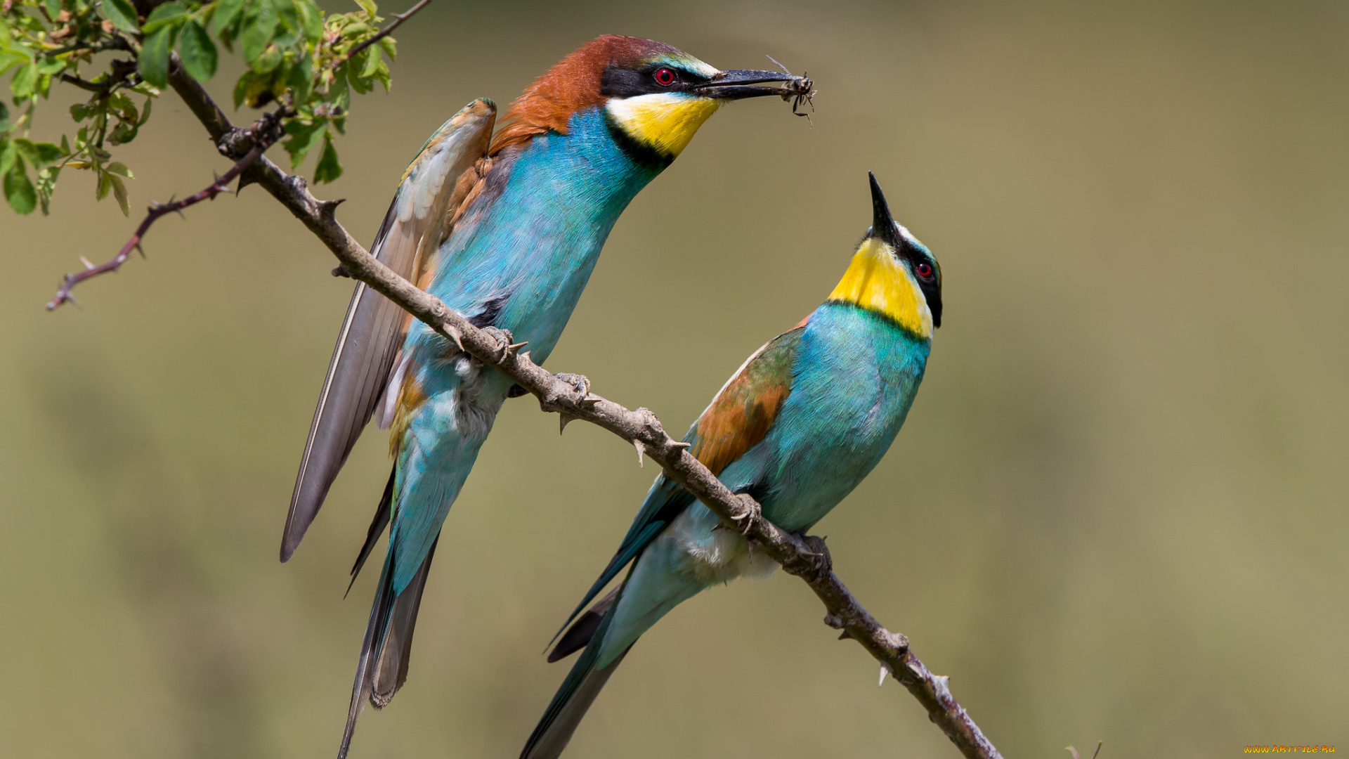 животные, щурки, , пчелоеды, птичка