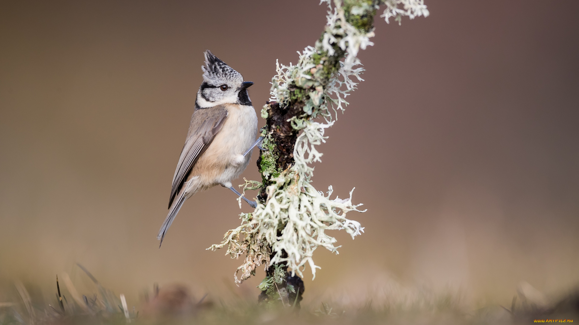 животные, синицы, , лазоревки, птичка