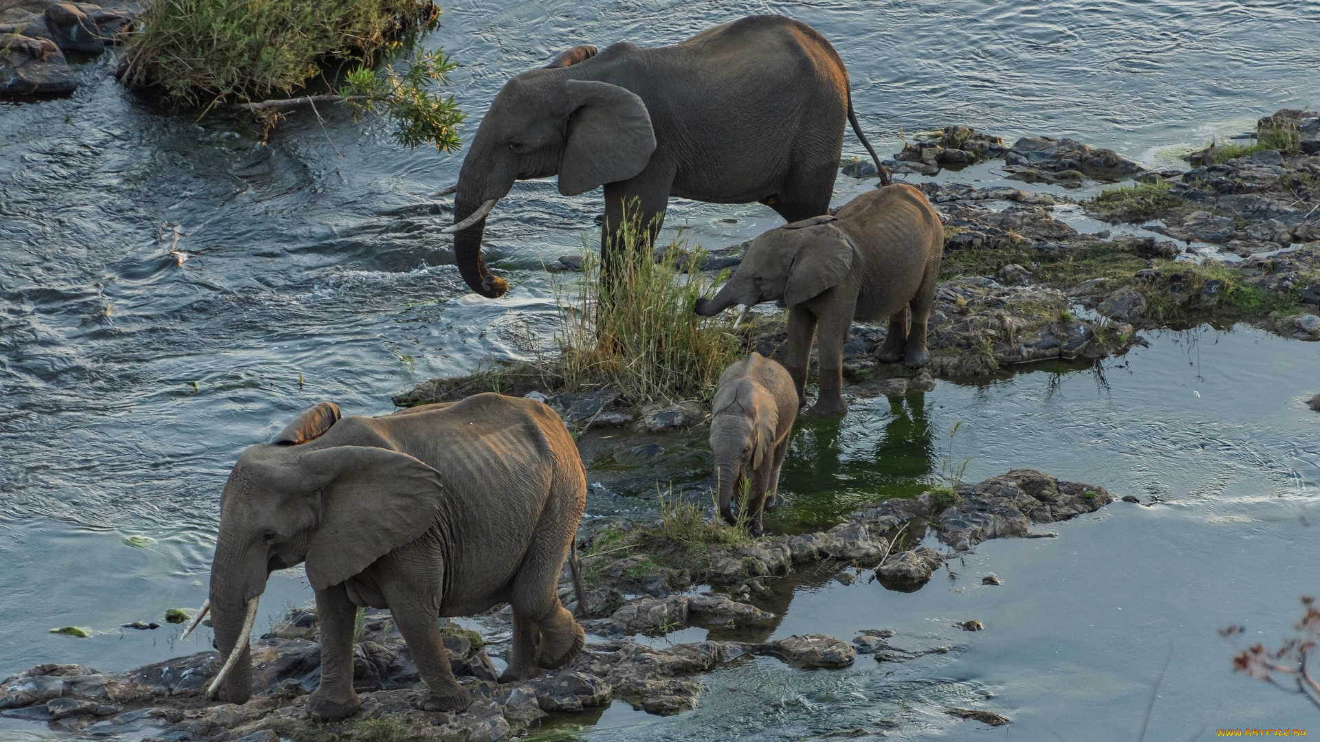 животные, слоны