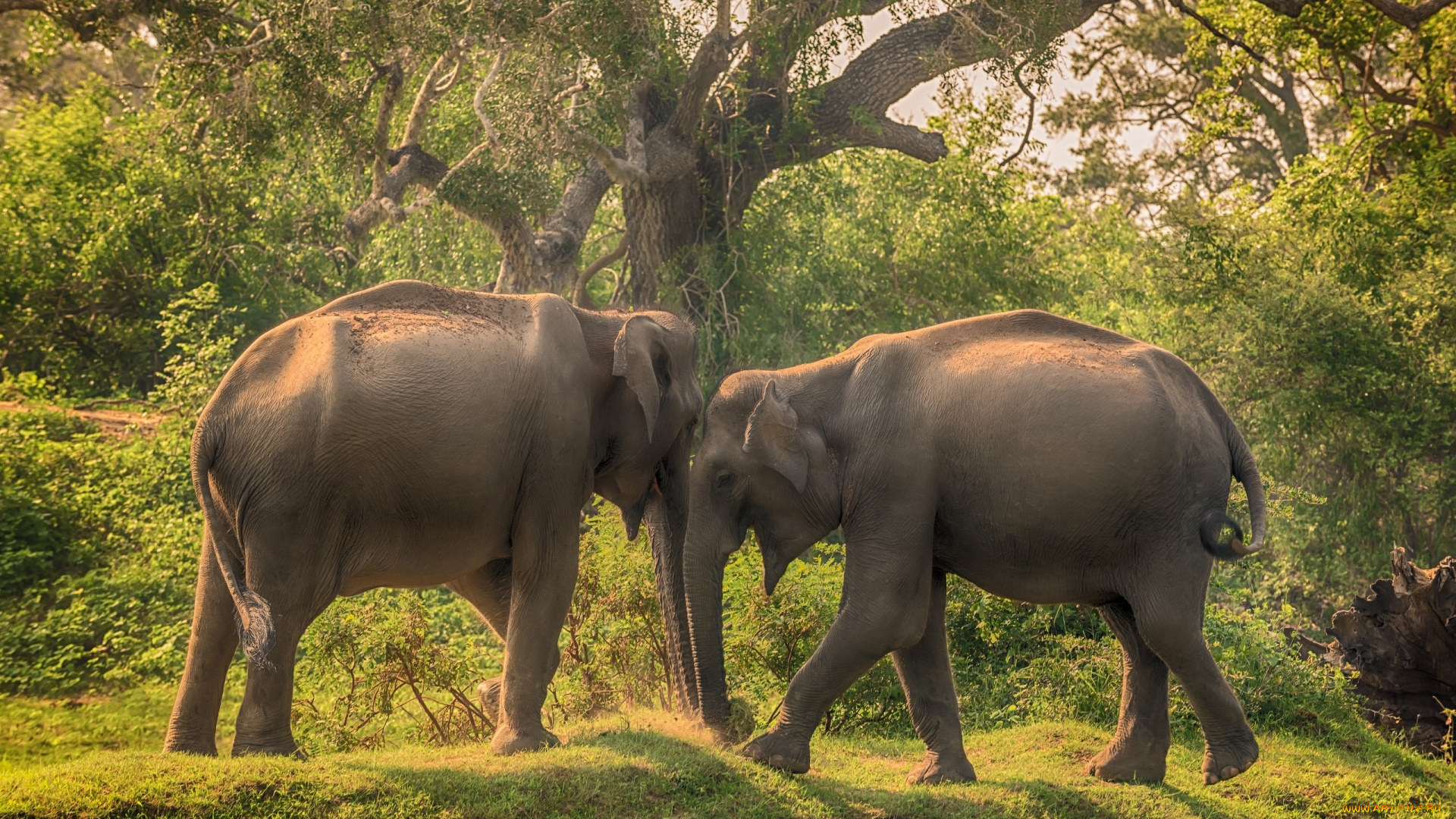 животные, слоны