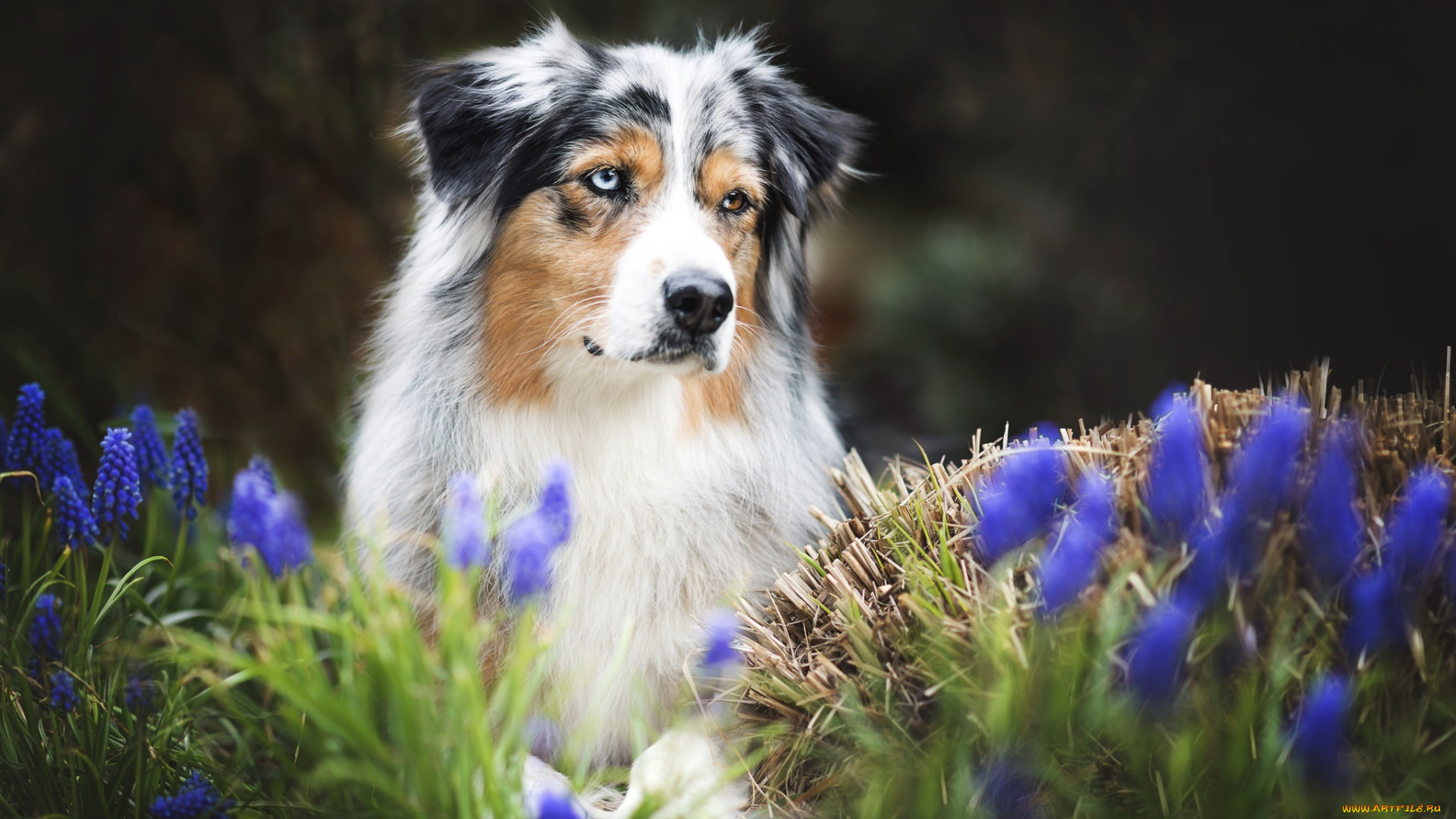 животные, собаки, друг, весна, собака