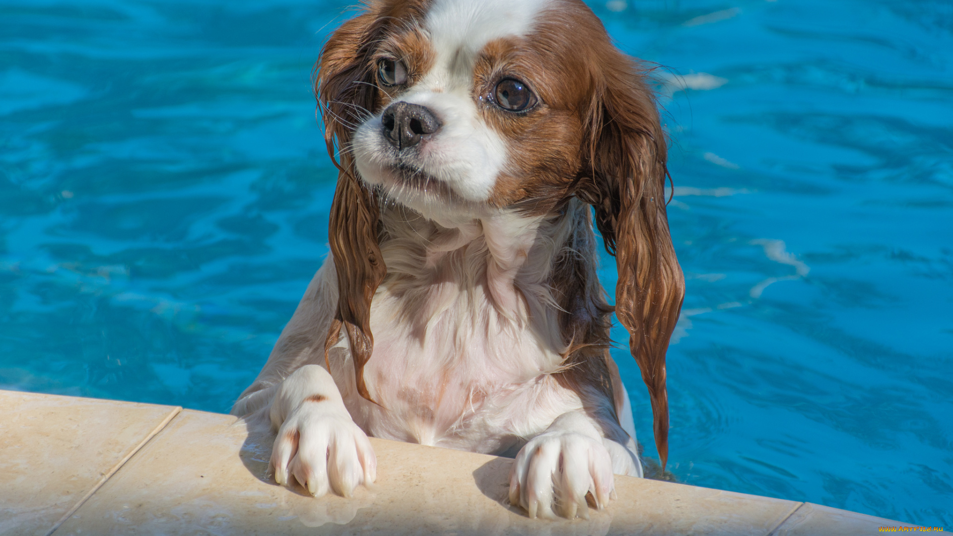 животные, собаки, песики