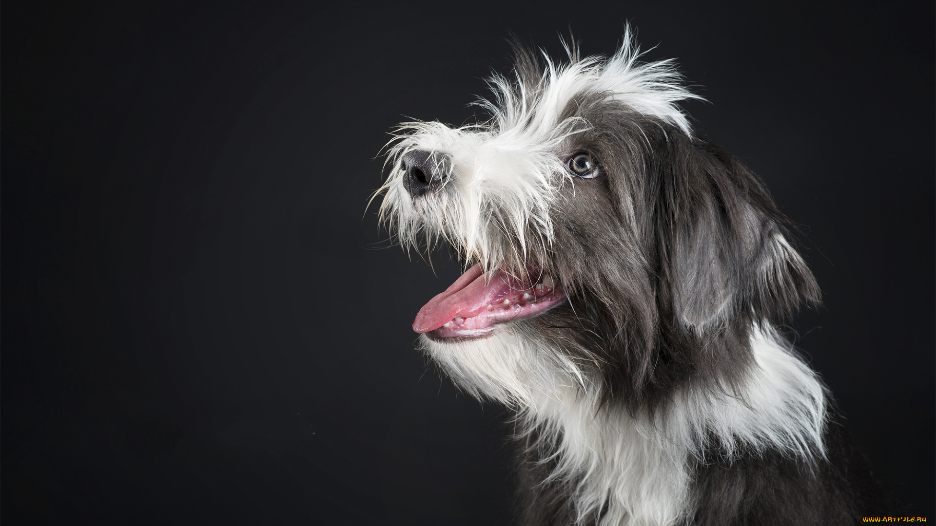 животные, собаки, песики