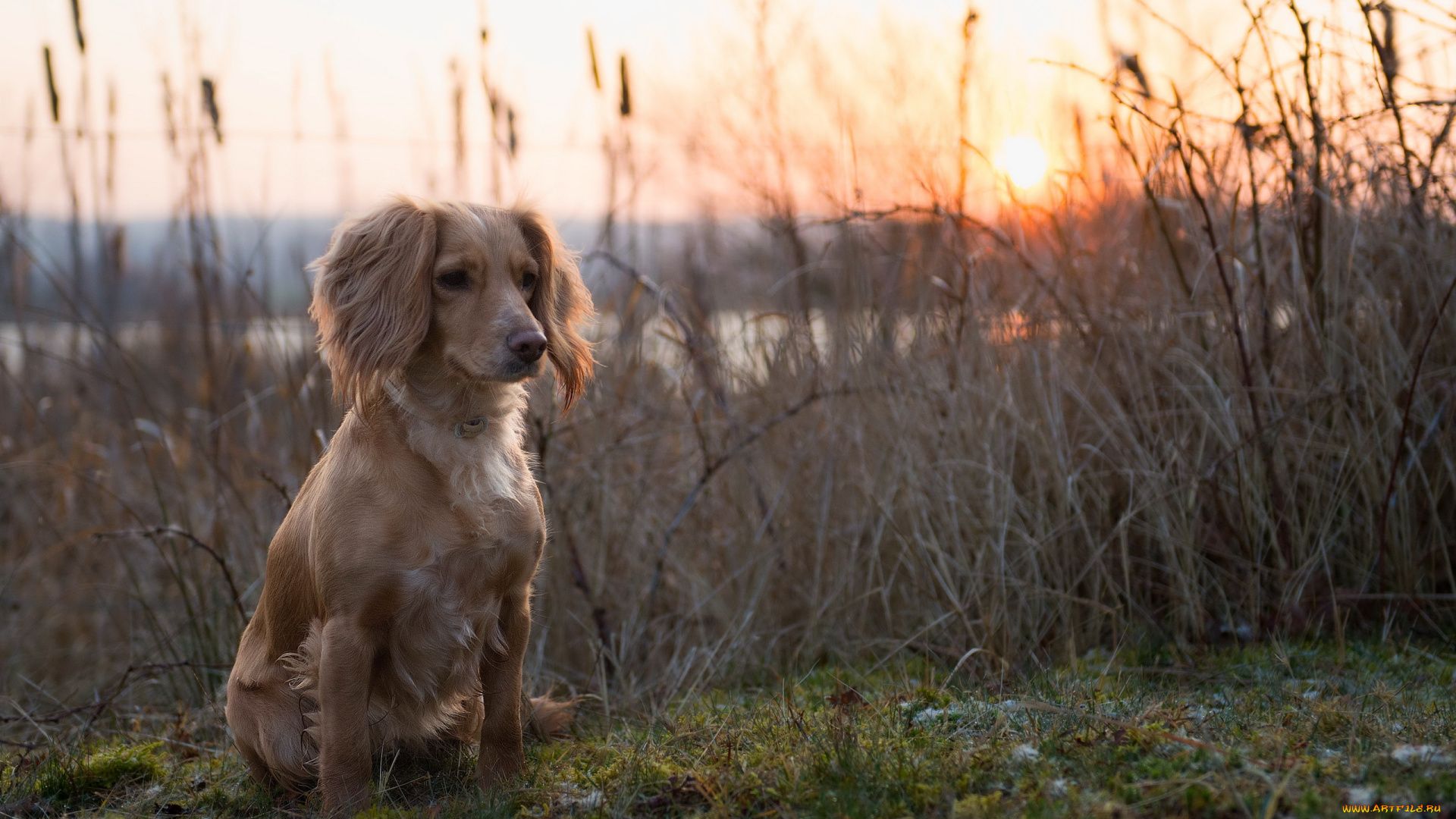 животные, собаки, взгляд, друг, собака