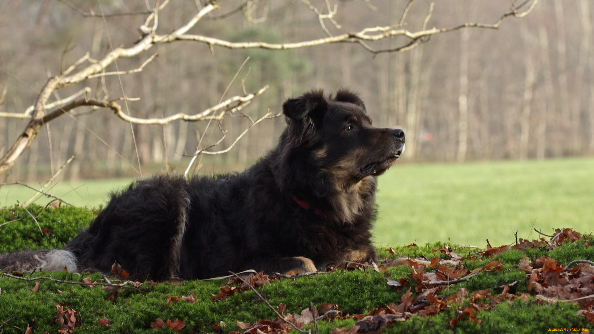 животные, собаки, взгляд, собака