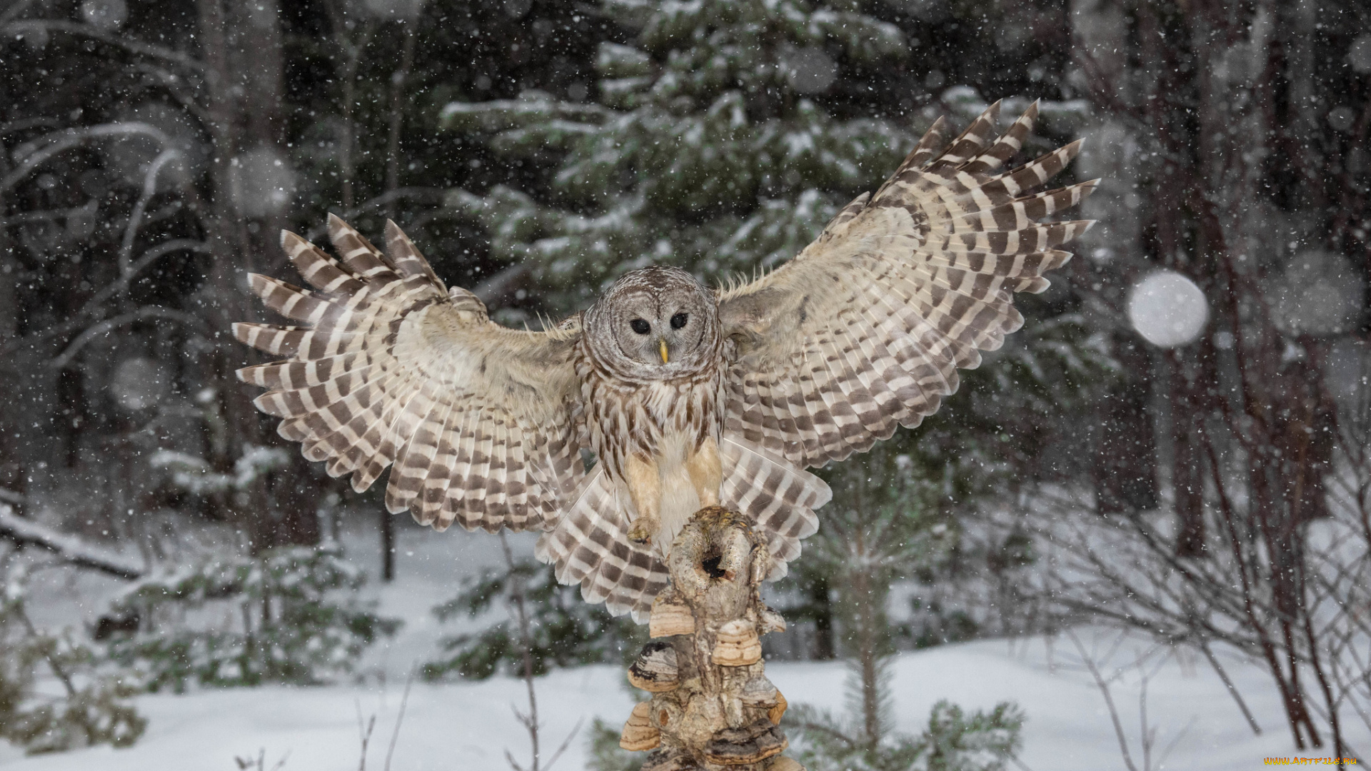 животные, совы, птичка