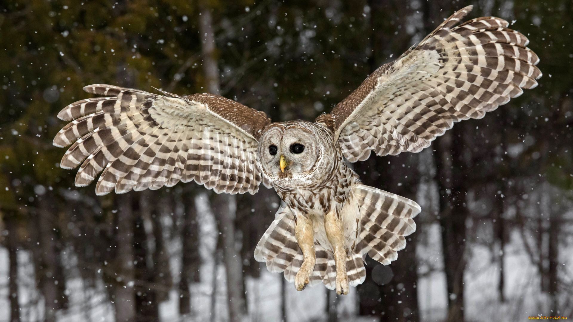 животные, совы, птичка