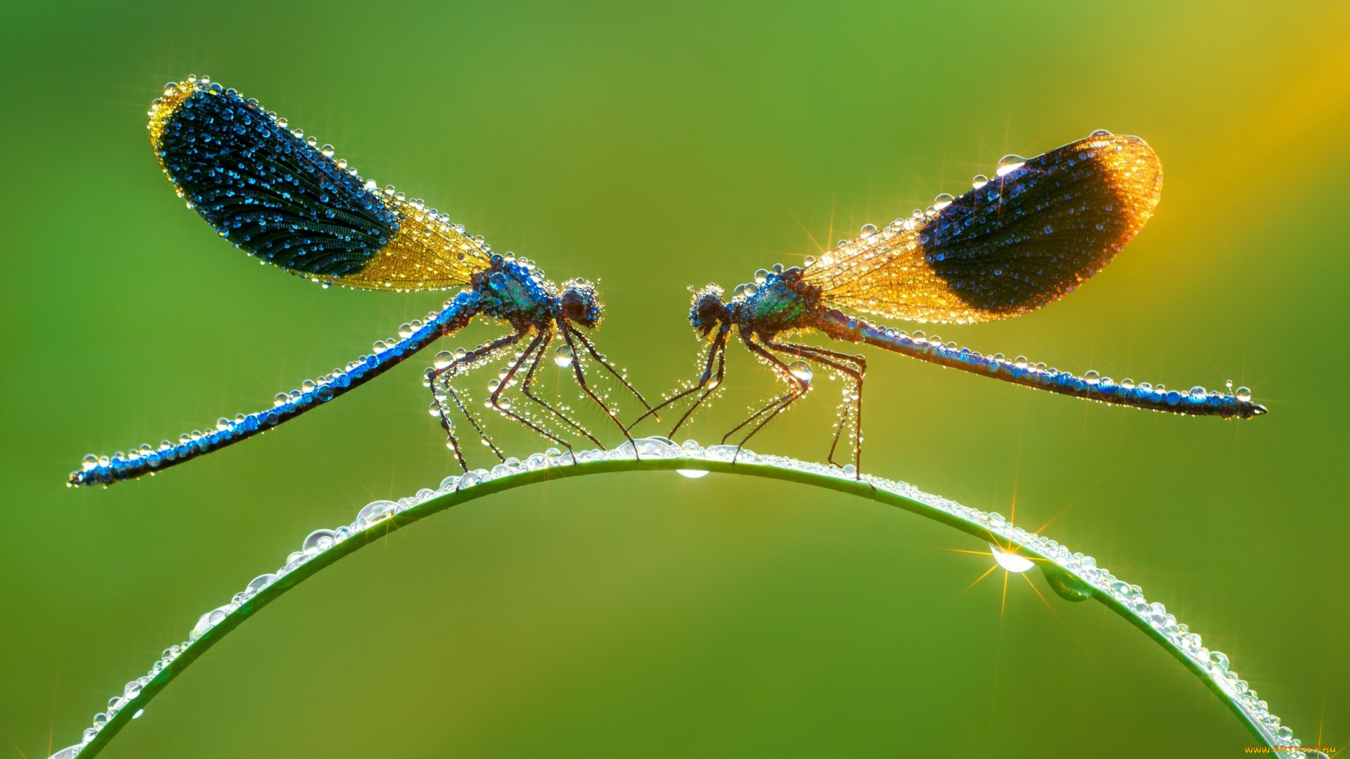 животные, стрекозы, зелёный, фон, мокро, макро, капли, свет