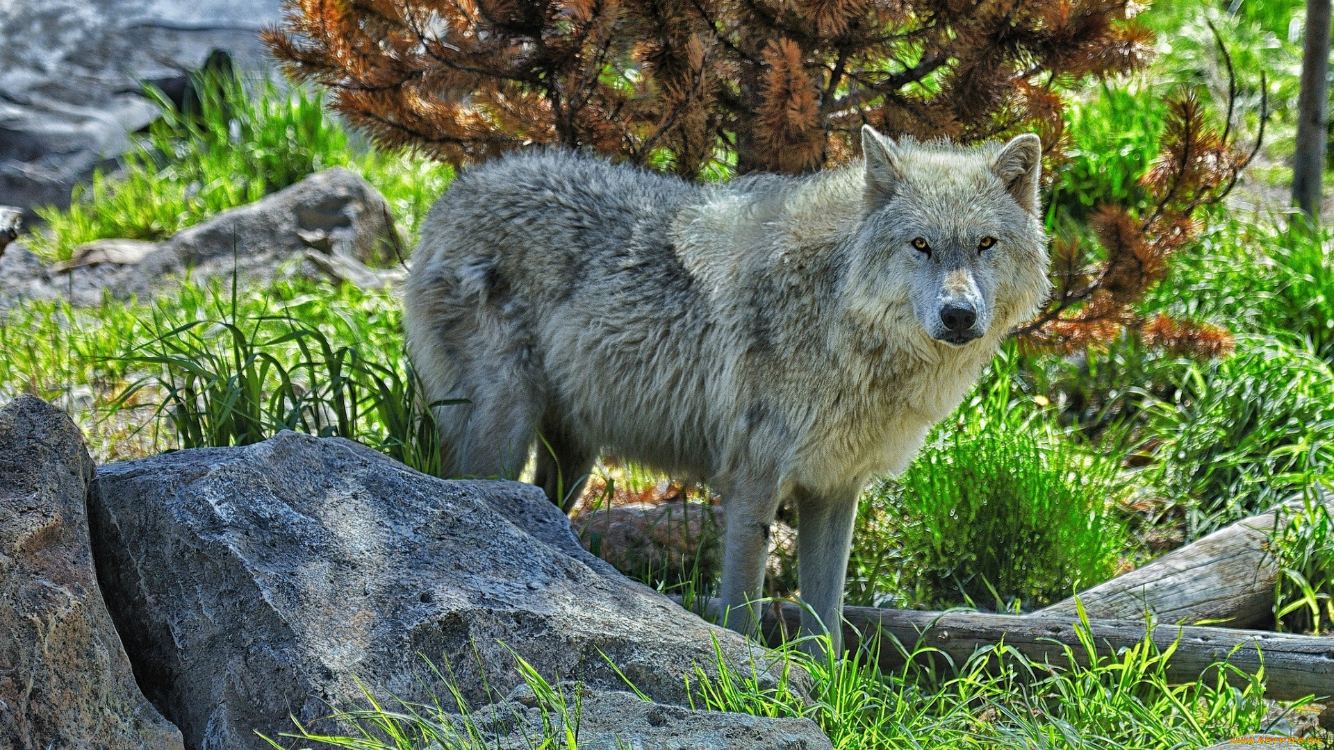 животные, волки, , койоты, , шакалы, камни, трава, белый, волк