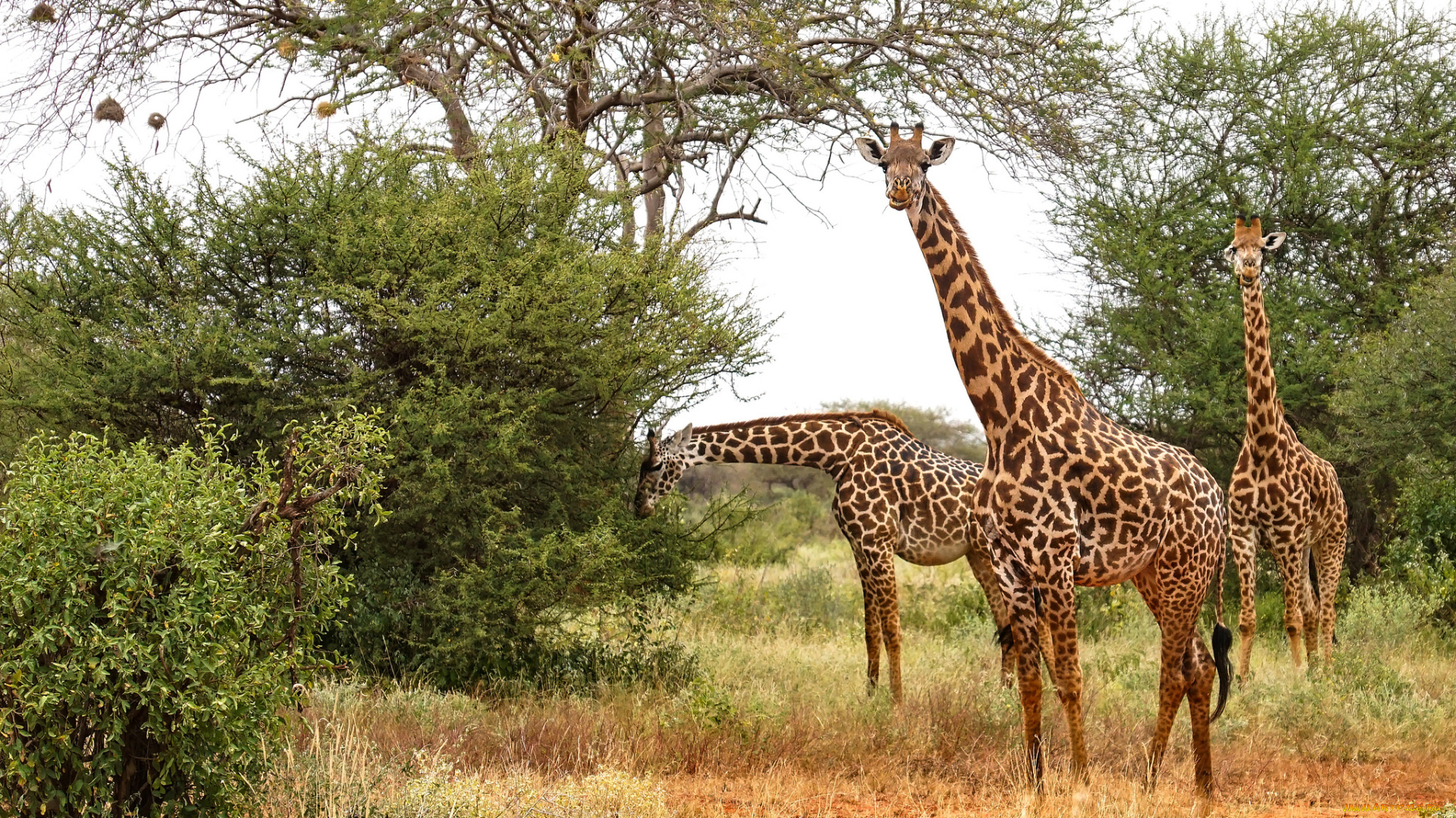 животные, жирафы, саванна