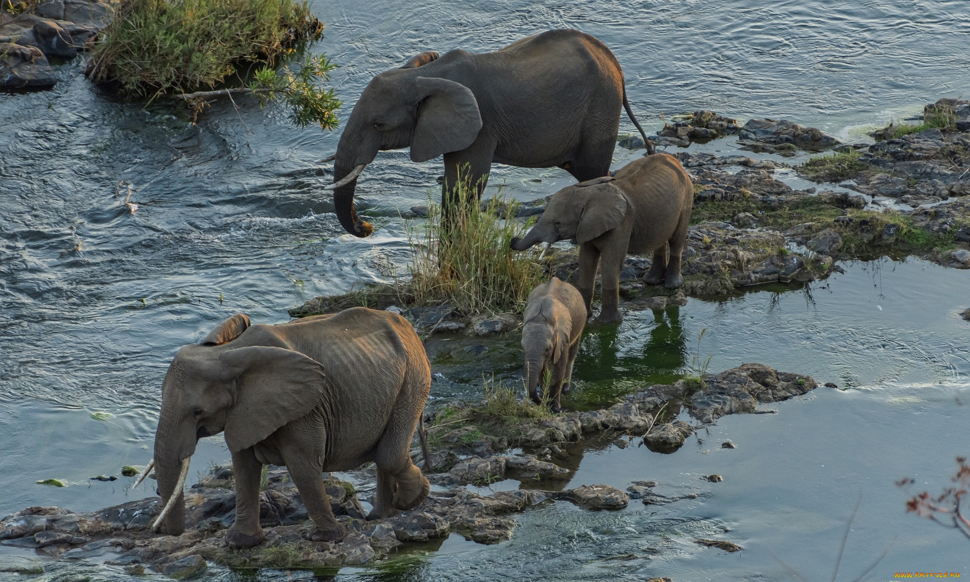 животные, слоны