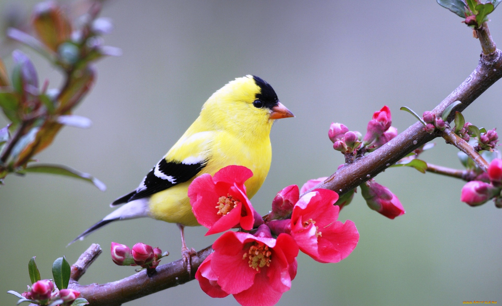 животные, щеглы, , чижи, американский, щегол, птица, желтый, айва, ветка, цветение