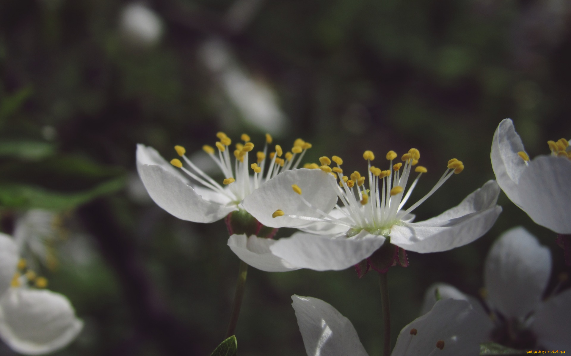 цветы, цветущие, деревья, , , кустарники, макро, весна, пирода