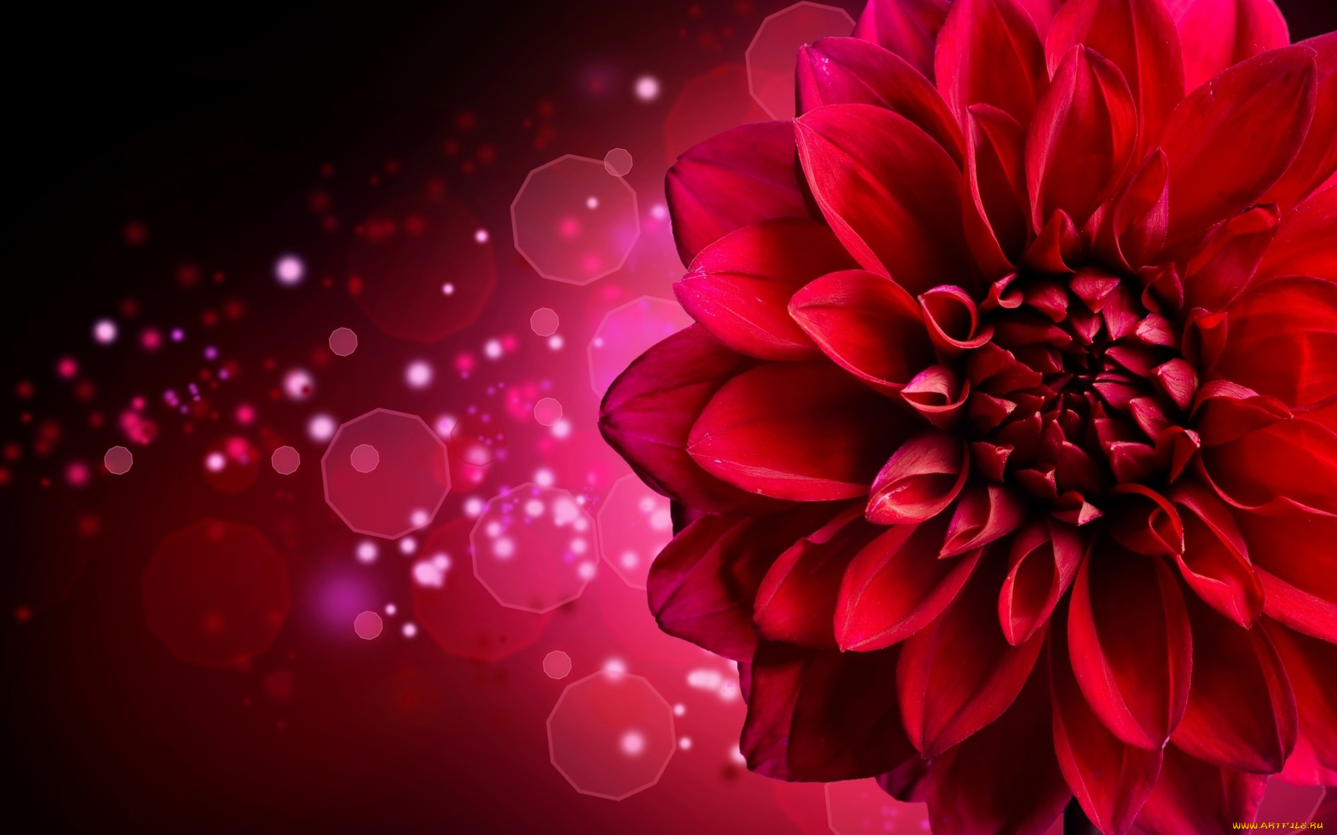 цветы, георгины, красный, георгин, блики