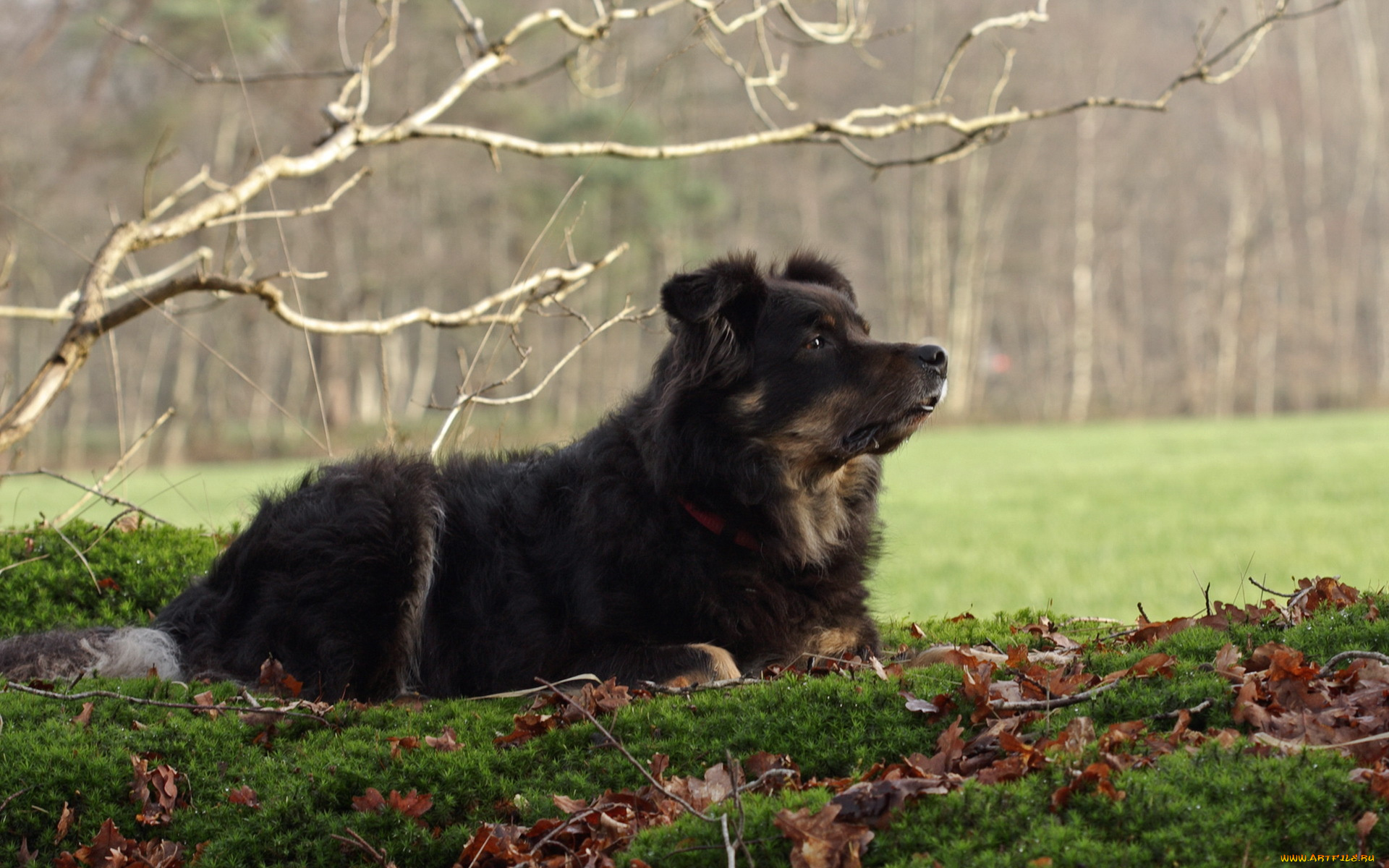 животные, собаки, взгляд, собака