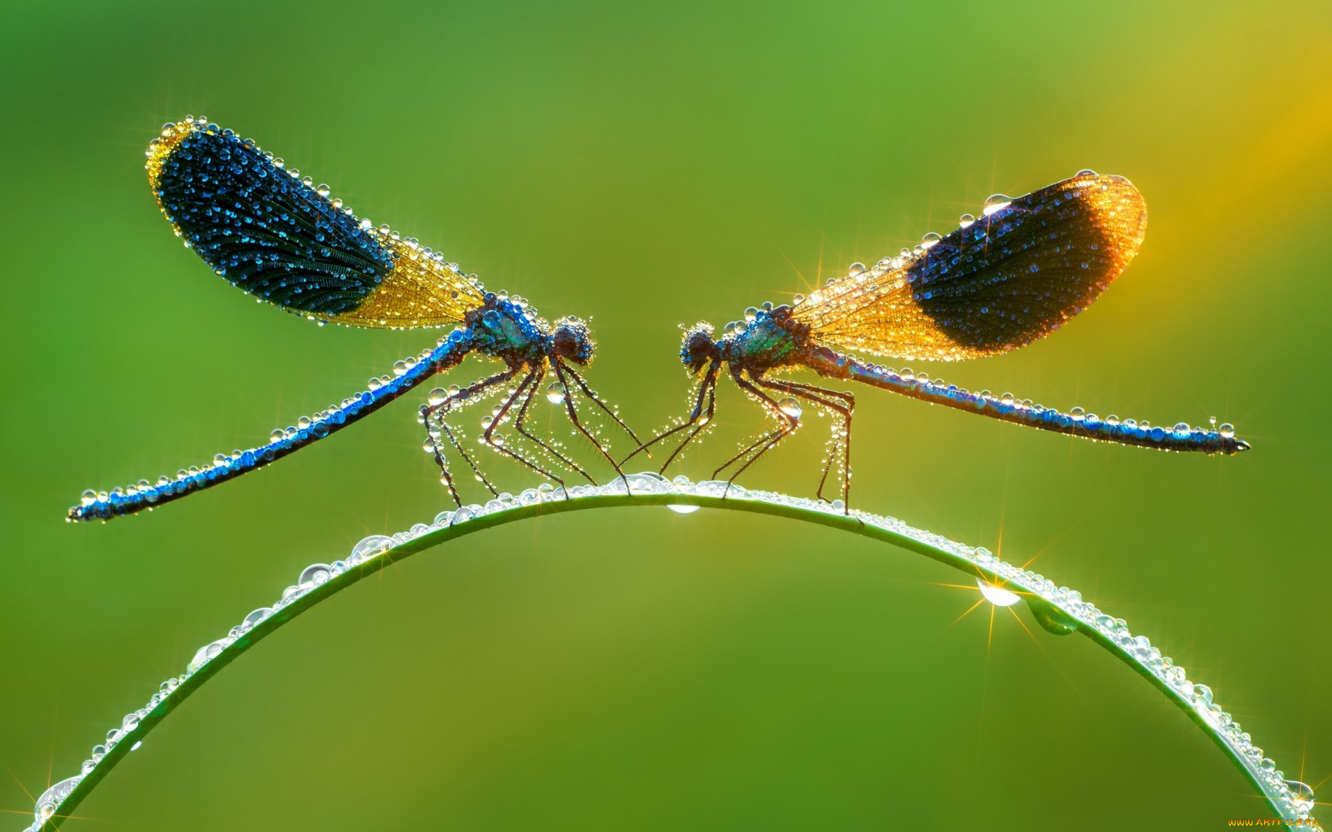 животные, стрекозы, зелёный, фон, мокро, макро, капли, свет
