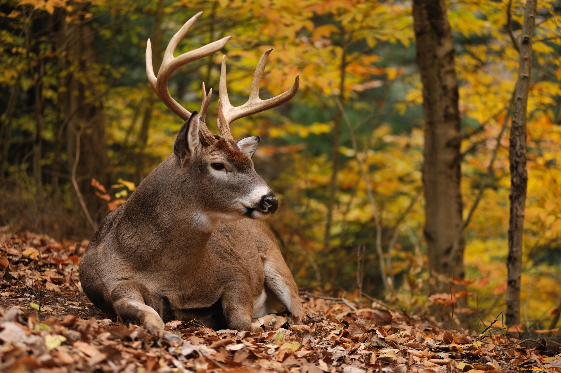 животные, олени, olenina