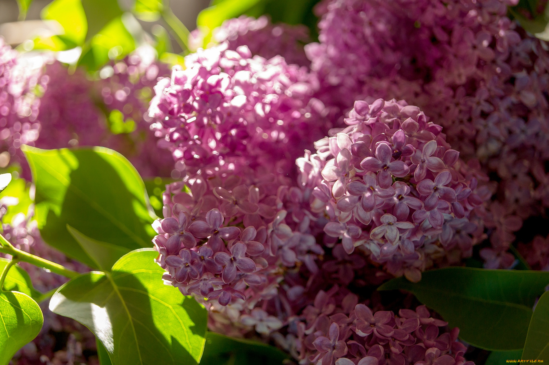 цветы, сирень, макро, весна