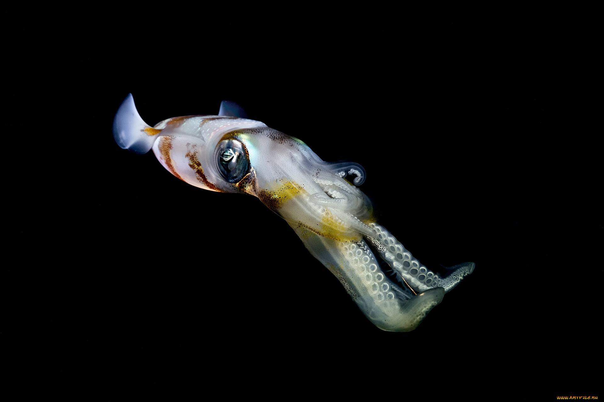 животные, морская, фауна, кальмар