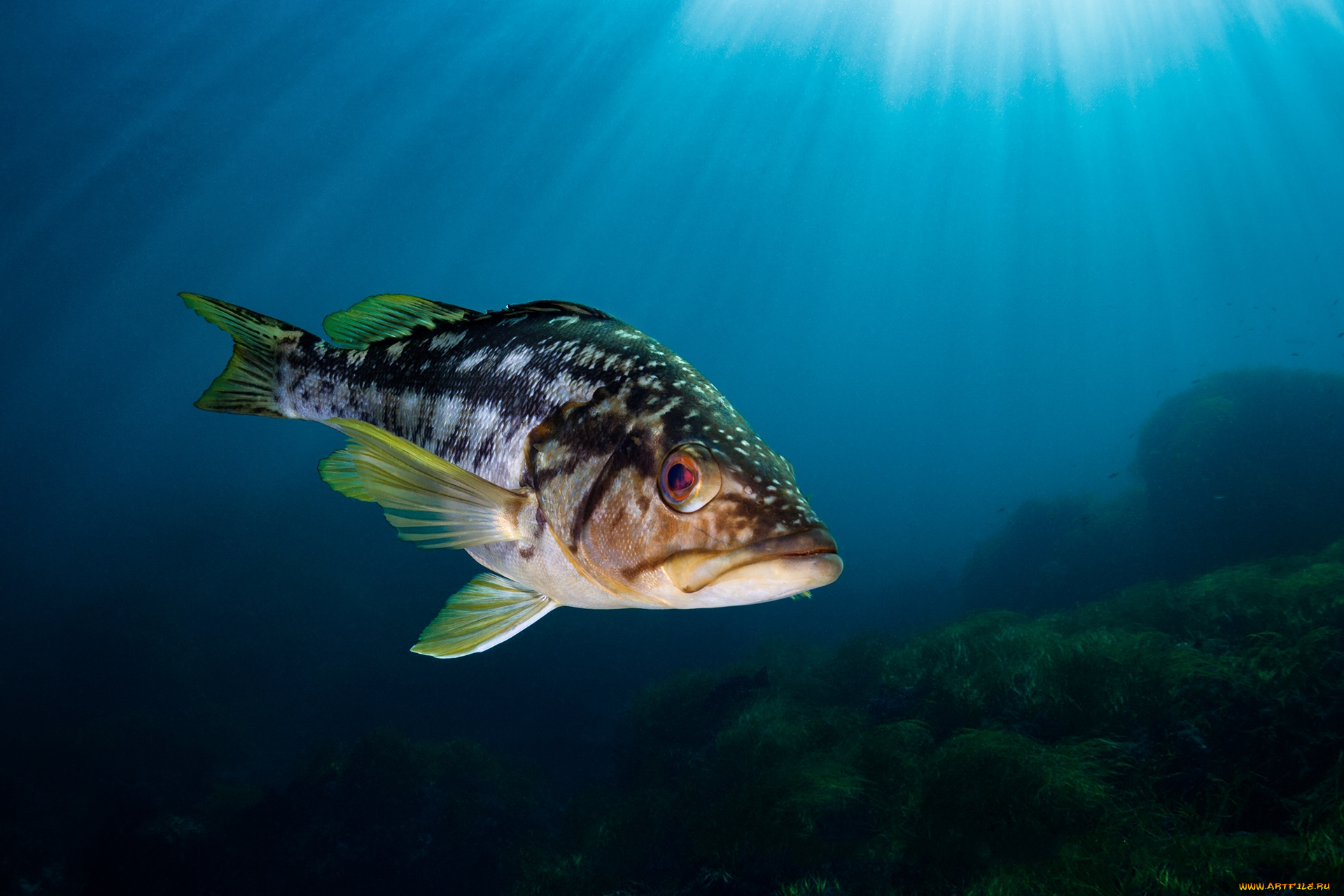 животные, рыбы, окунь