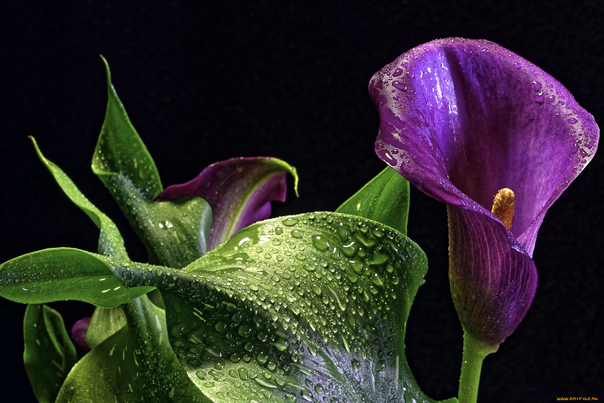 цветы, каллы, лиловый