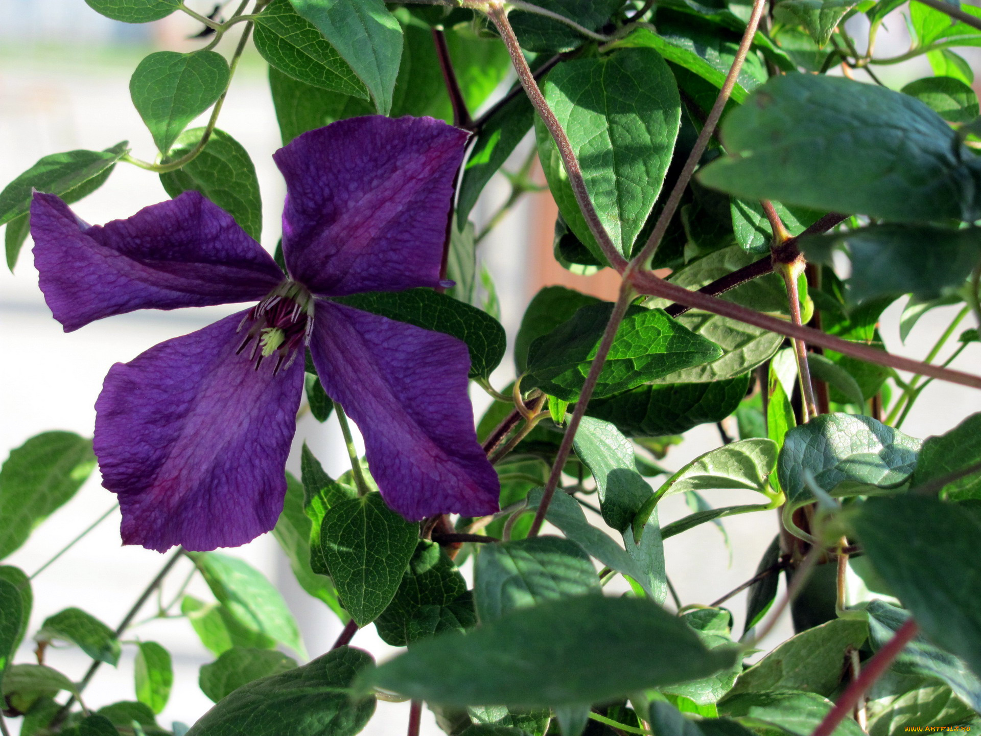 цветы, клематис, , ломонос, лиловый