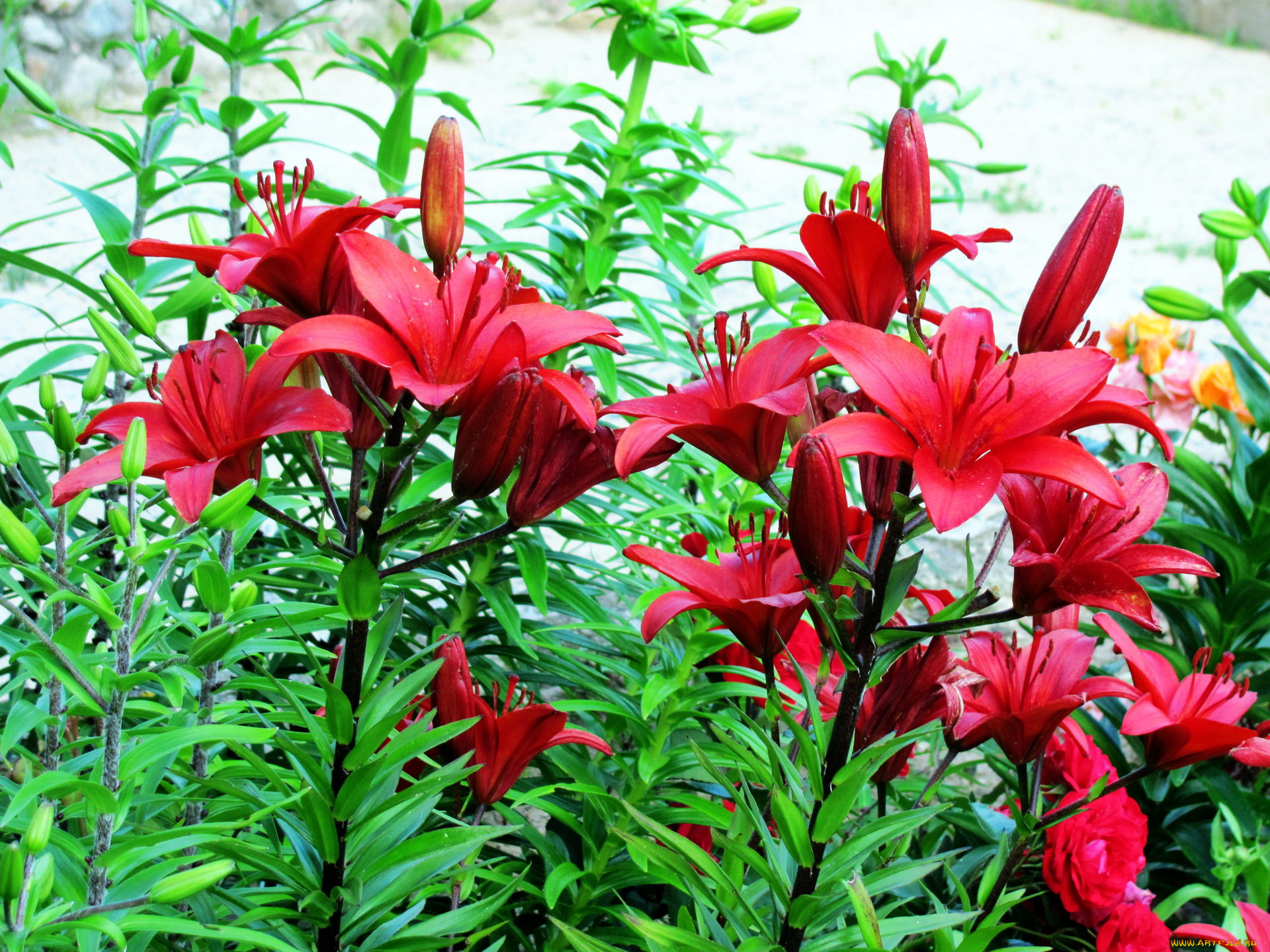 цветы, лилии, , лилейники, бордо