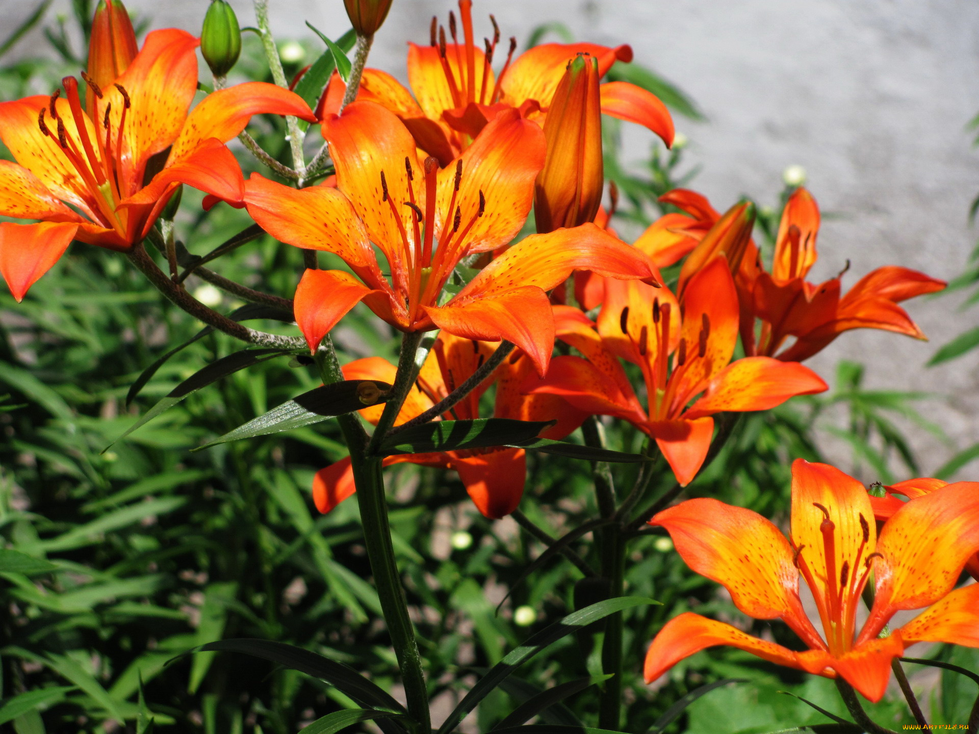 цветы, лилии, , лилейники, оранжевый
