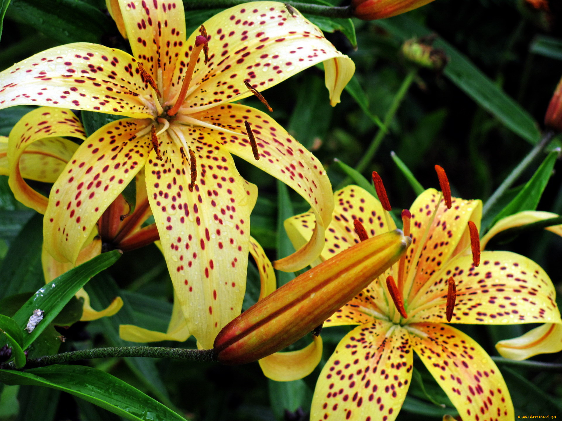 цветы, лилии, , лилейники, тигровая
